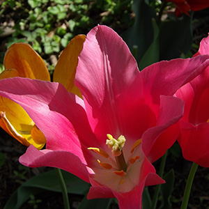 Mariette tulips on April 23rd