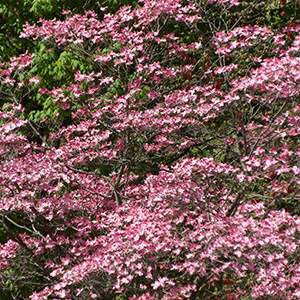 Pink dogwood in our neighborhood, seen from our backyard