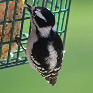 Female downy woodpecker gets a bite from a birdfeeder