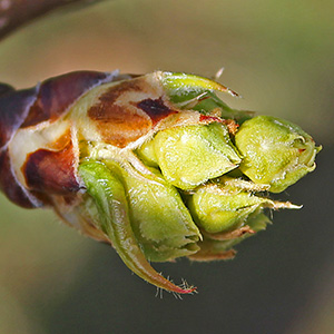 Sunlight on flower buds emerging from a bud