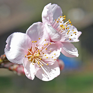 pale pink peach blossoms
