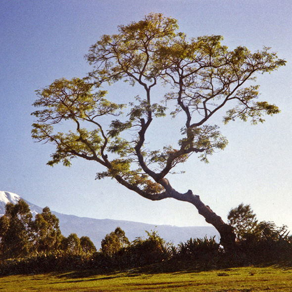 A tree is illuminated by sunlight, with the snow of Mount Kilimanjaro behind the tree
