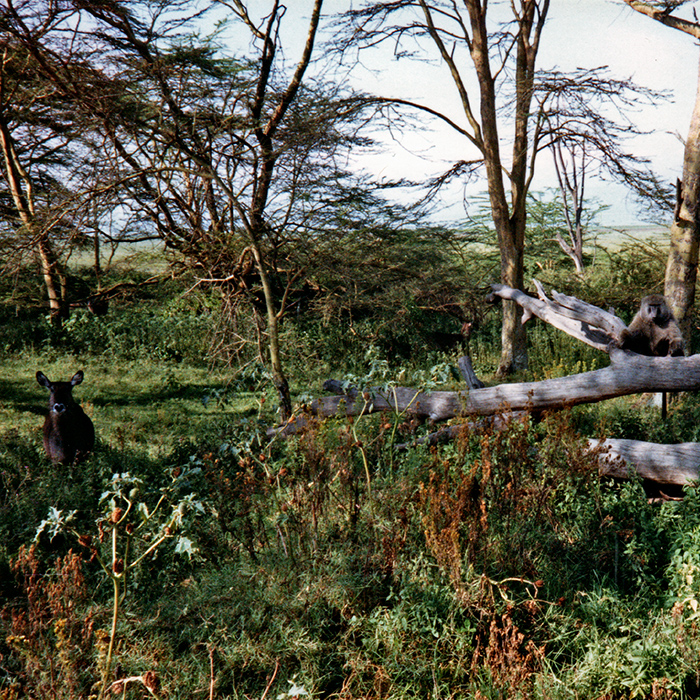 Antelope in the shadows, and a baboon sitting on a tree