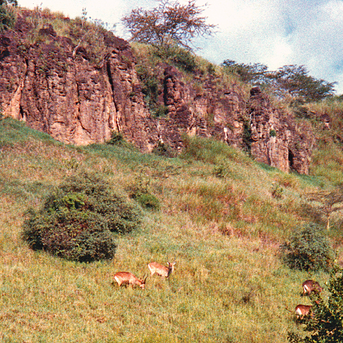 Impala on the slope just below Monkey Cliff