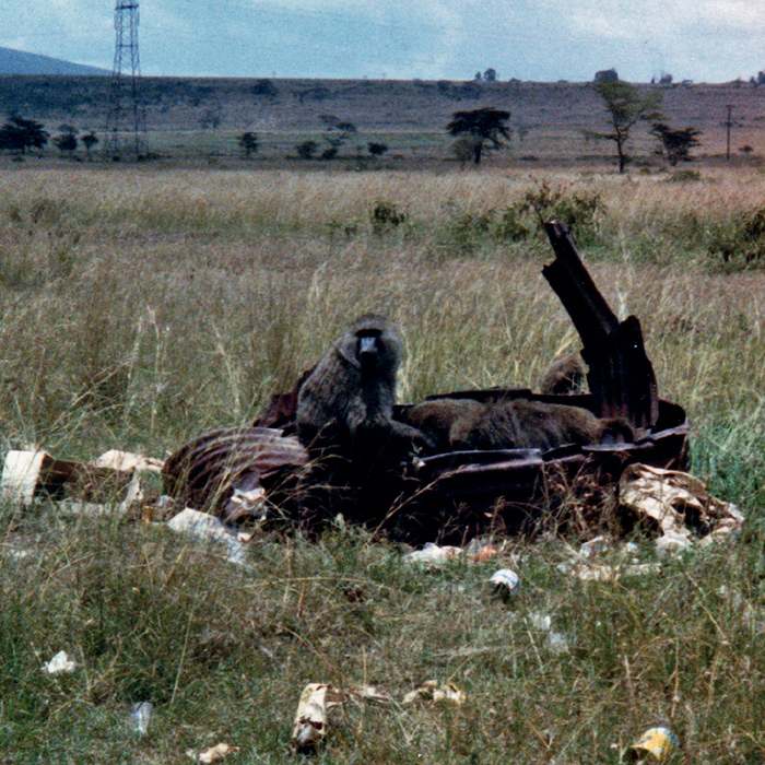 Baboons at garbage in Nakuru Park