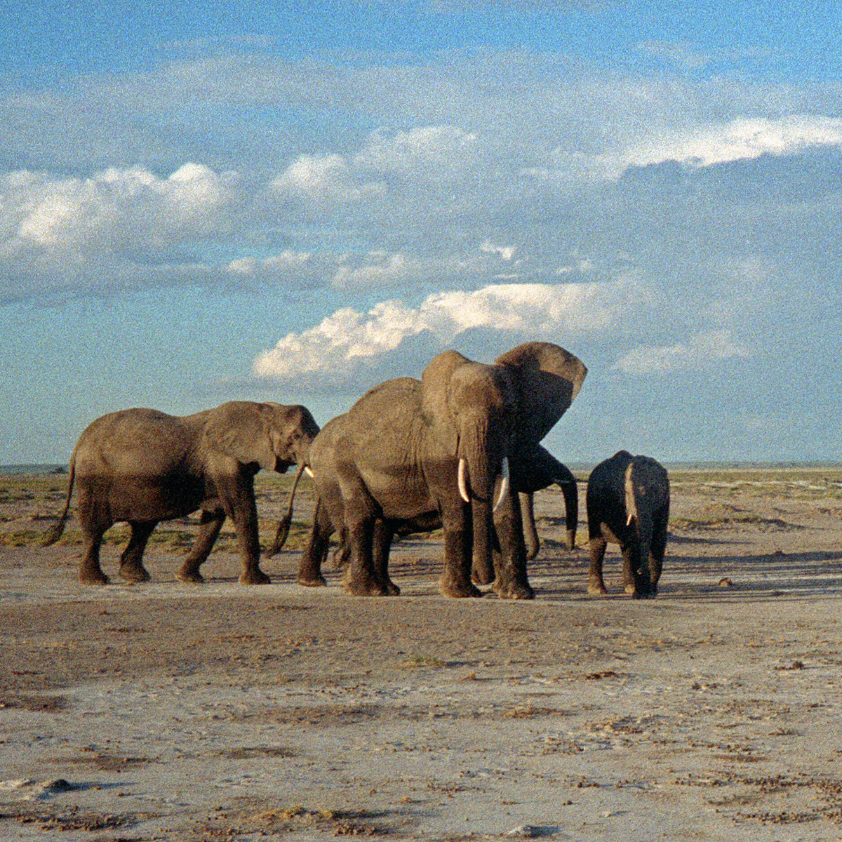 Elephants