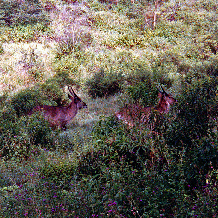 Some Waterbuck turn to move away from us