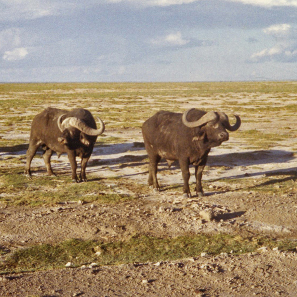 Cape Buffalo