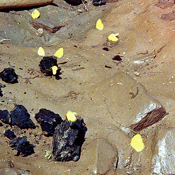 Eight small and bright yellow butterflies take minerals from burned wood and mud