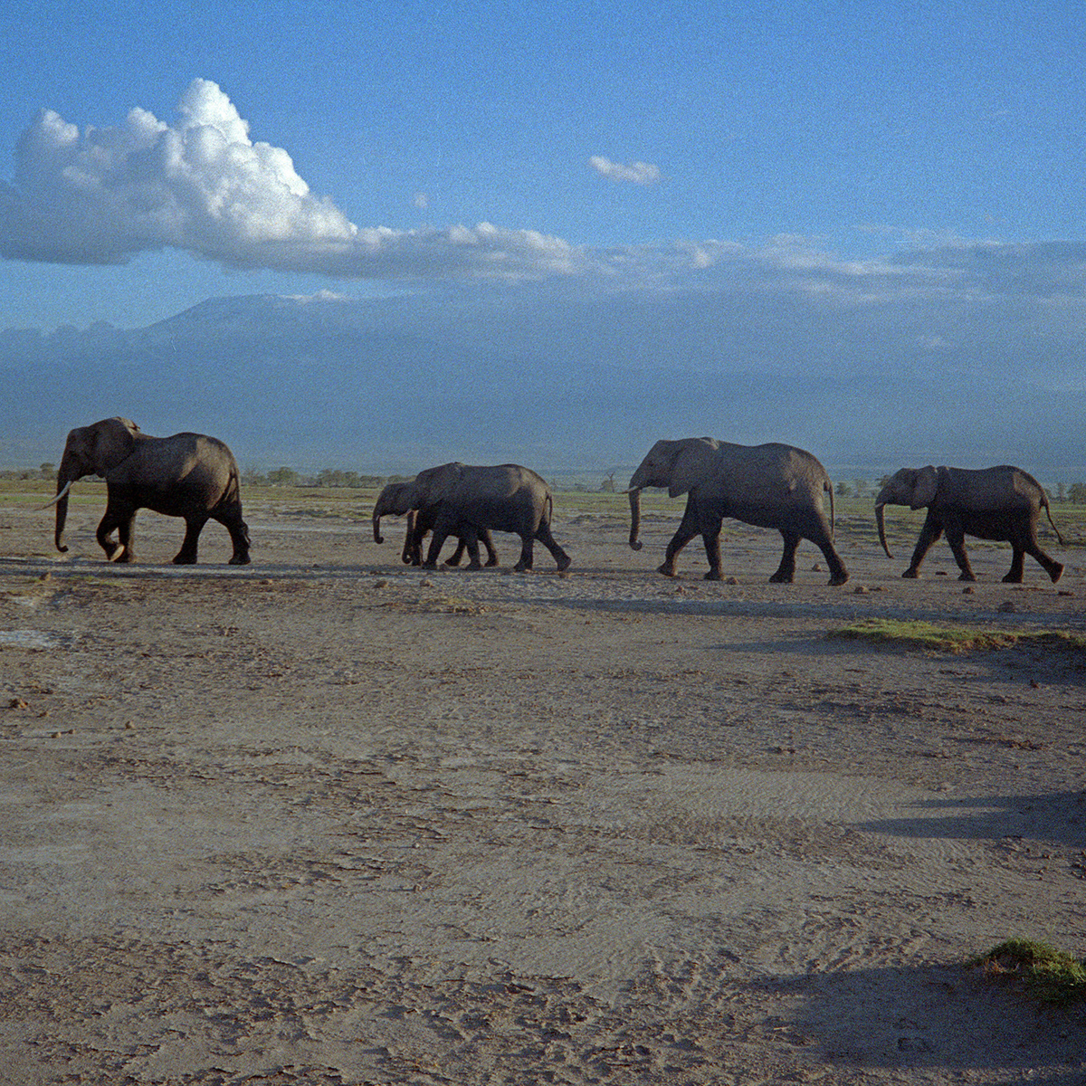 Elephants