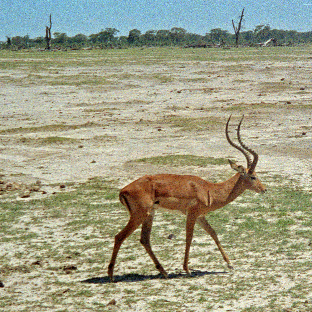 Impala