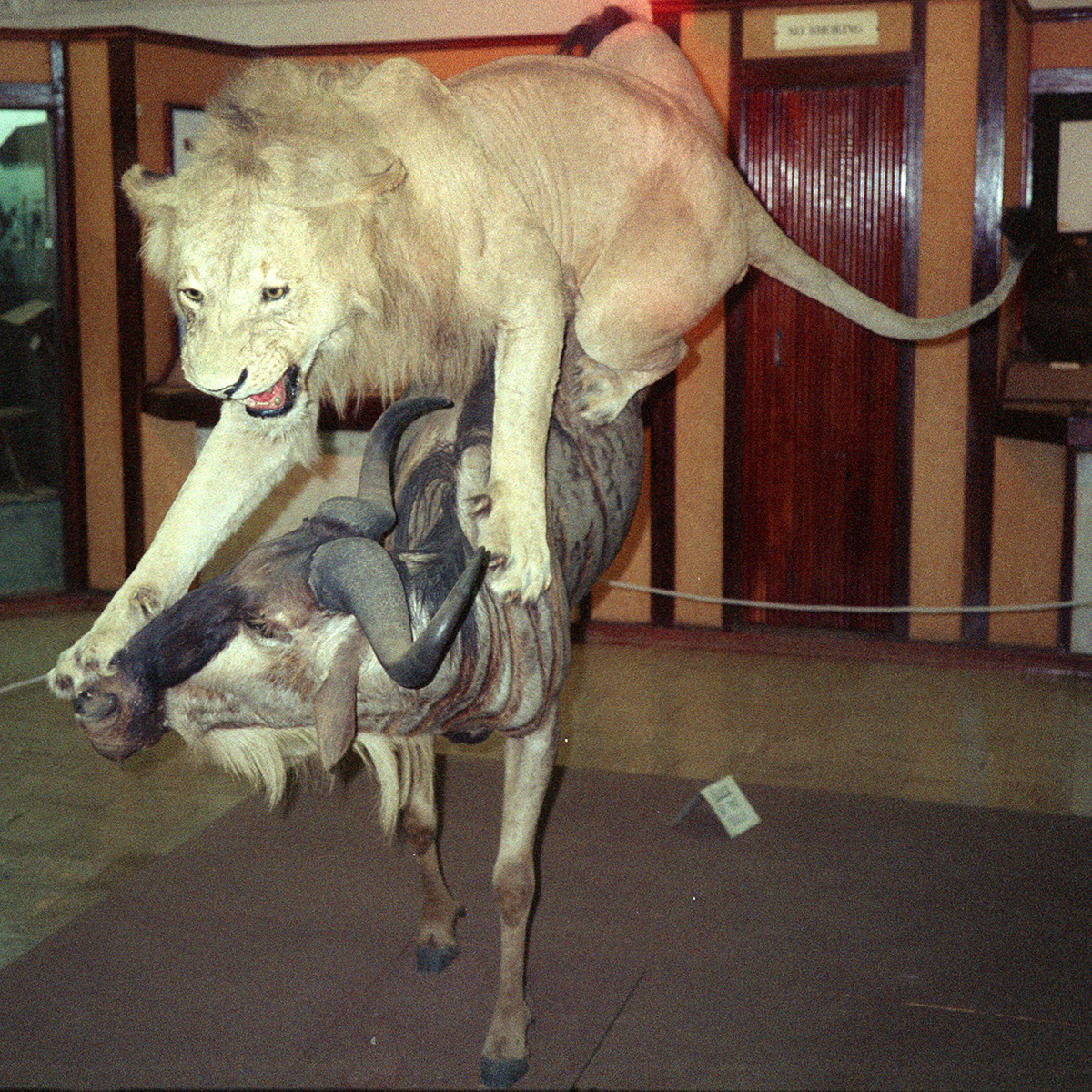 Taxidermy in Kisumu Museum