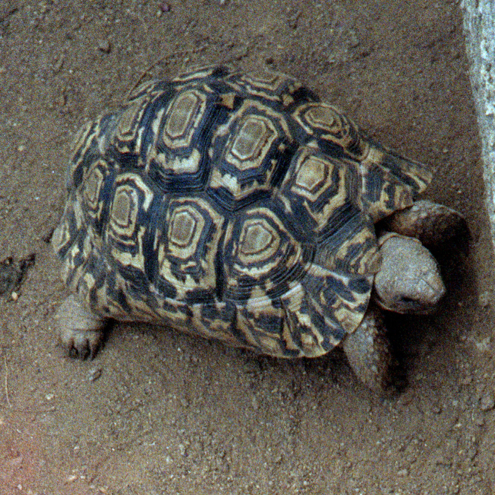 Leopard Tortoise in Kisumu