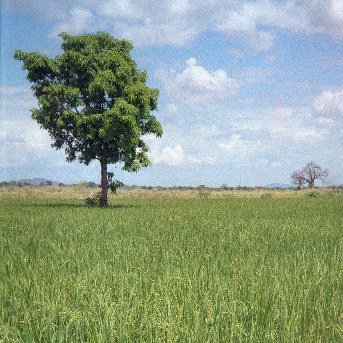 Rice fields in northern Tanzania