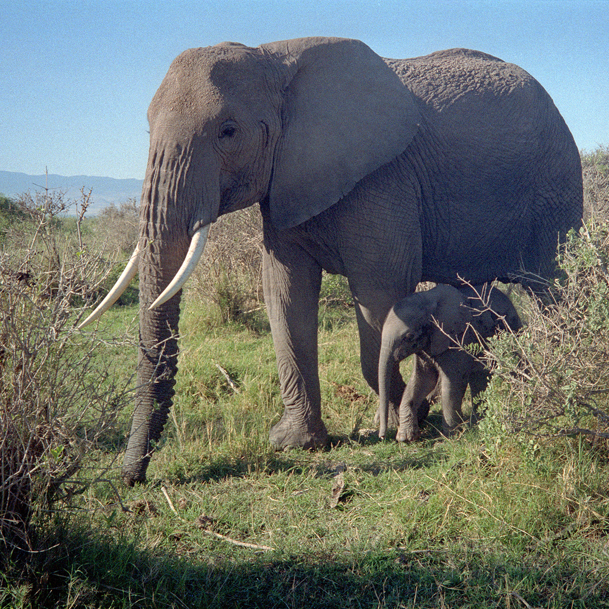 Elephant calf with the mama elephant