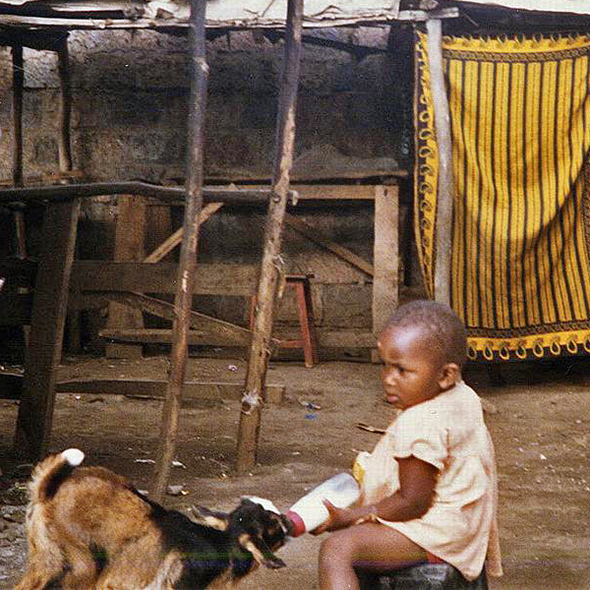 Small child feeds a goat from a milk bottle