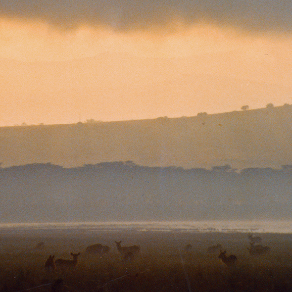 View of backlit impala or waterbuck