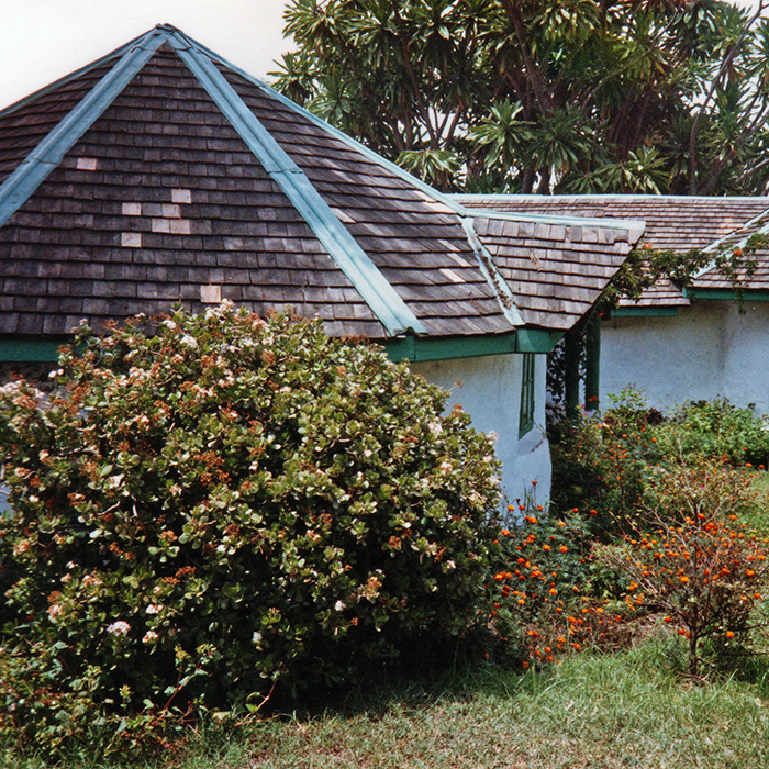 Nakuru lodge and a massive jade plant tree
