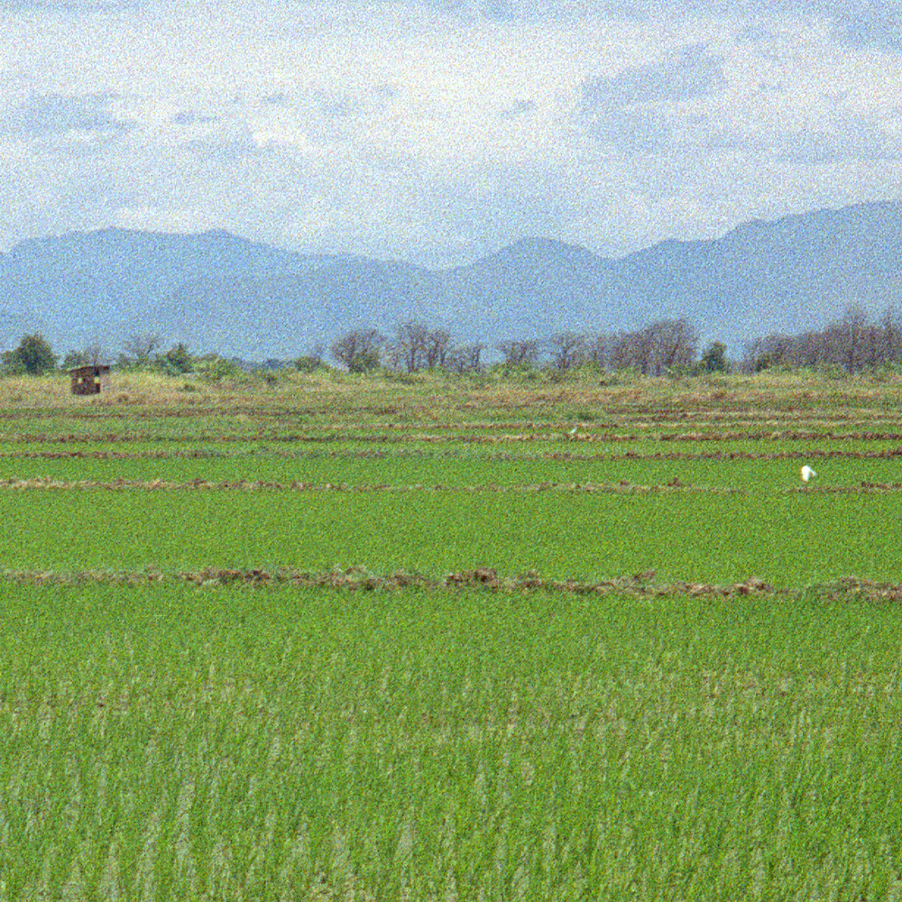 Rice fields in northern Tanzania