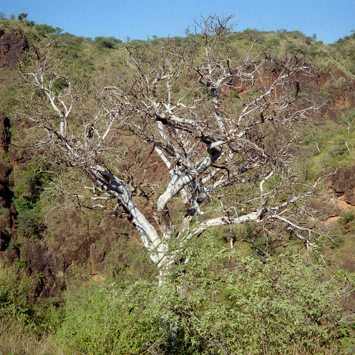 Tree up over the gorge