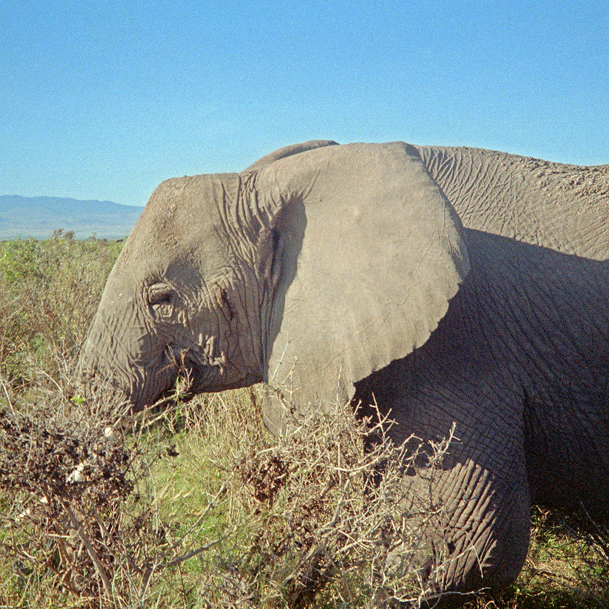 Elephants