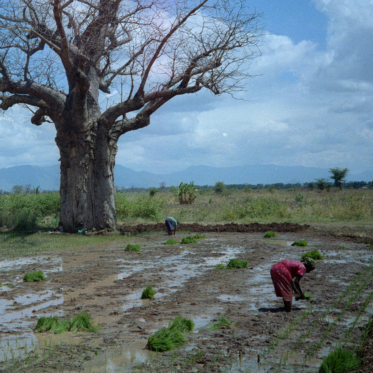 Rice fields in northern Tanzania