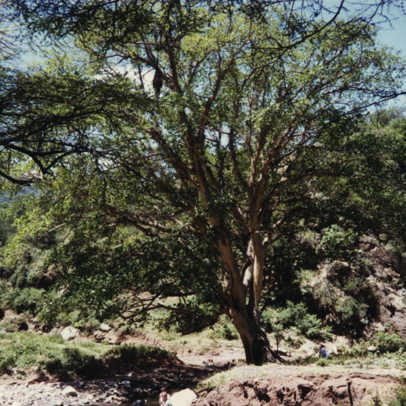 The large tree