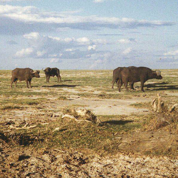 Cape Buffalo