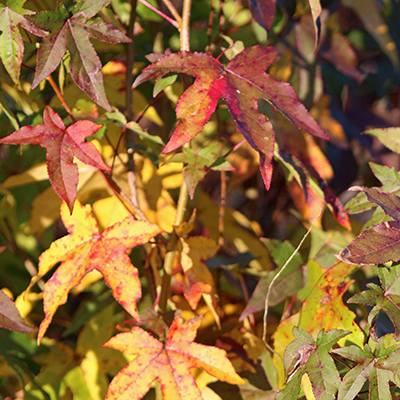 Sweetgum leaves