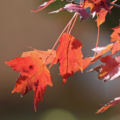 The maple leaves are very red