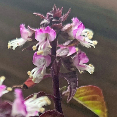 Basil blossoms pink and white