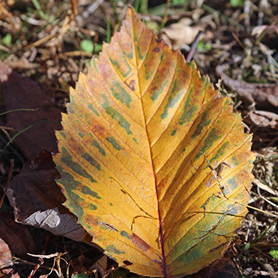 Beech leaf lying on the ground