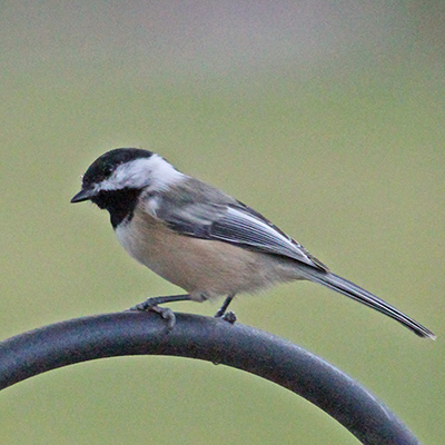 Black-capped chickadee on feeder support