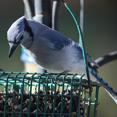 Bluejay perched on feeder support