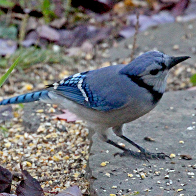 Blue Jay on dirt under our feeder
