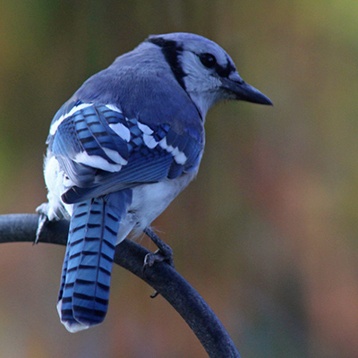 Blue jay perched on feeder support