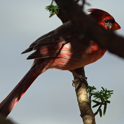 Cardinal with its mouth full of seeds