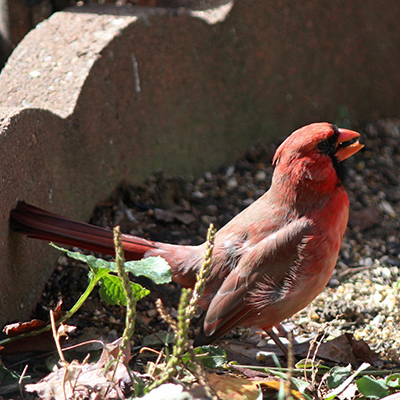 Cardinal with its mouth full of seeds