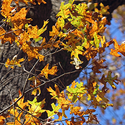 Cherrybark Oak leaves