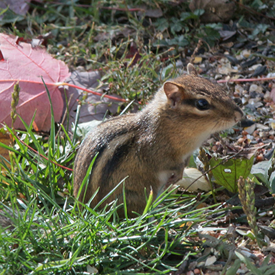 A Chipmunk stands in the grass, looking alert