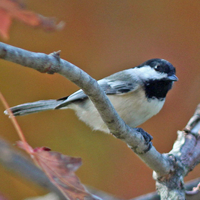 Black-capped chickadee on maple tree branch