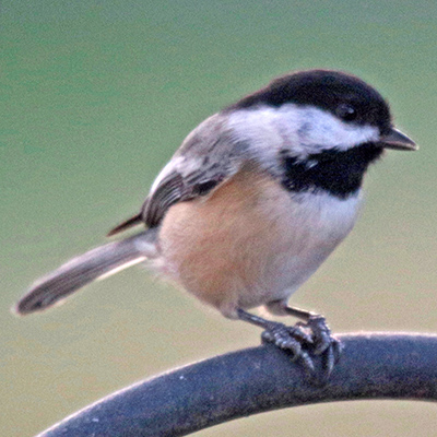 Black-capped chickadee on feeder support