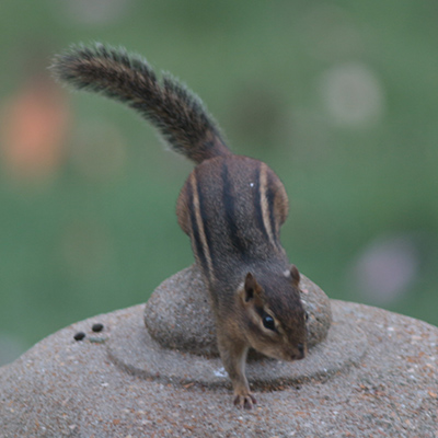 A Chipmunk stands in the grass, looking alert