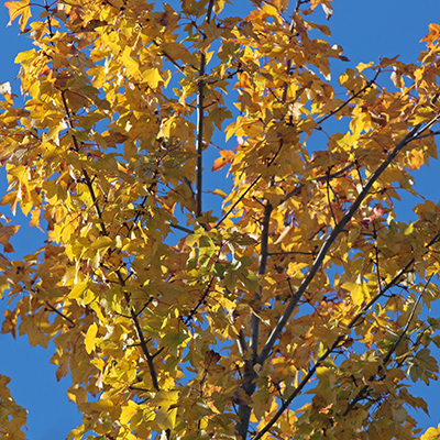 The yellow leaves at the top of the large maple tree in our backyard