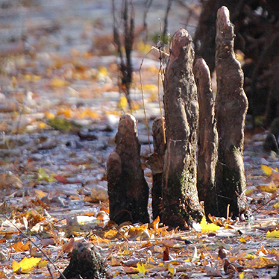 November scenery along Heron Pond trail