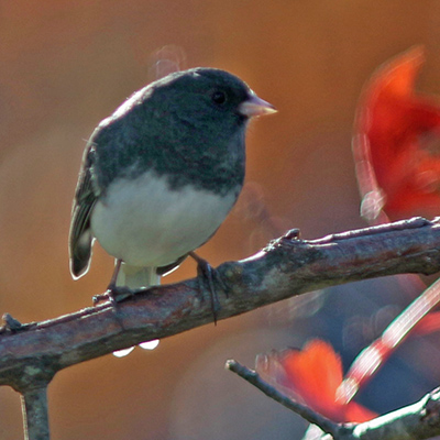 Dark-eyed Junco on maple limb