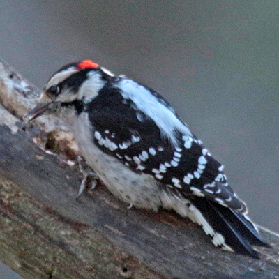 Male downy woodpecker on tree limb