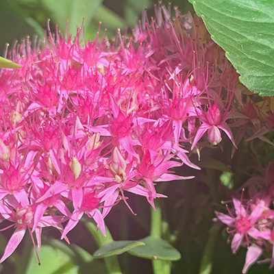 Pink flowers in our yard, I think Spirea