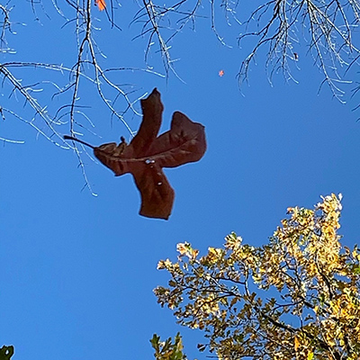 A squirrel stands up in our back yard