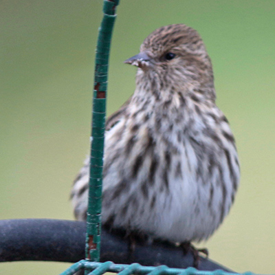 House Finch sitting on metal rod